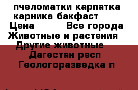пчеломатки карпатка карника бакфаст F-1 › Цена ­ 800 - Все города Животные и растения » Другие животные   . Дагестан респ.,Геологоразведка п.
